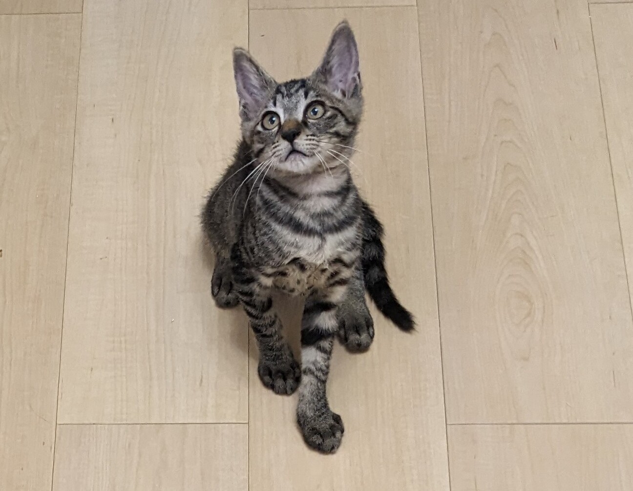 楽しい可愛い子猫4匹❤️3ヶ月半！ティオくん