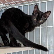 楽しい可愛い子猫4匹❤️3ヶ月半！りまちゃん