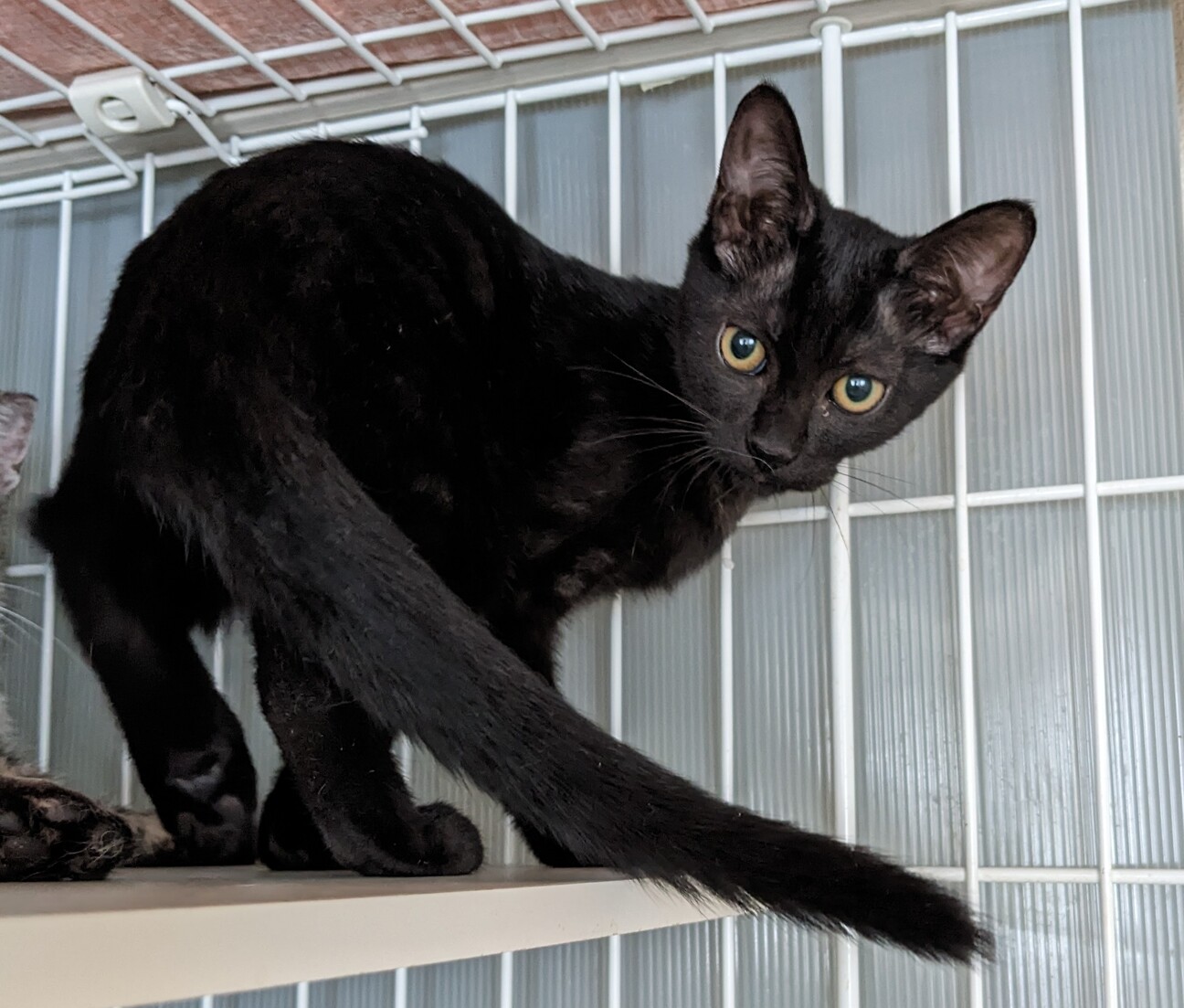 楽しい可愛い子猫4匹❤️3ヶ月半！りまちゃん