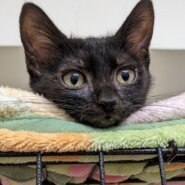 楽しい可愛い子猫4匹❤️3ヶ月半！ちまちゃん