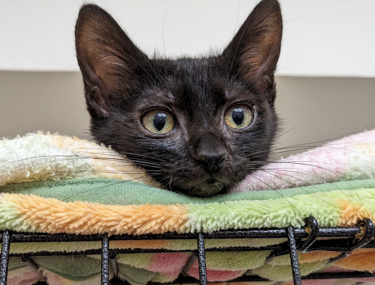 楽しい可愛い子猫4匹❤️3ヶ月半！ちまちゃん