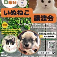 譲渡会 at アイフルホーム水戸店