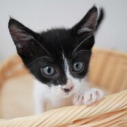 8月15日入所のハチワレの子猫の男の子