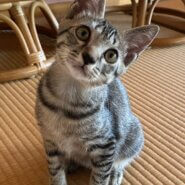 香川県　甘えん坊のレンジくん