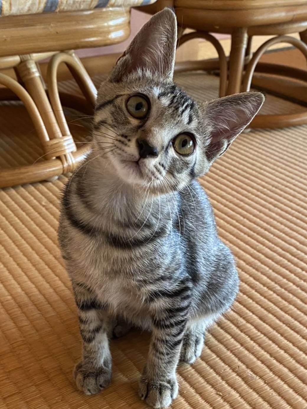 香川県　甘えん坊のレンジくん