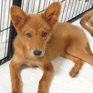 香川県【保健所レスキュー】マホガニーカラーのネーブルちゃん