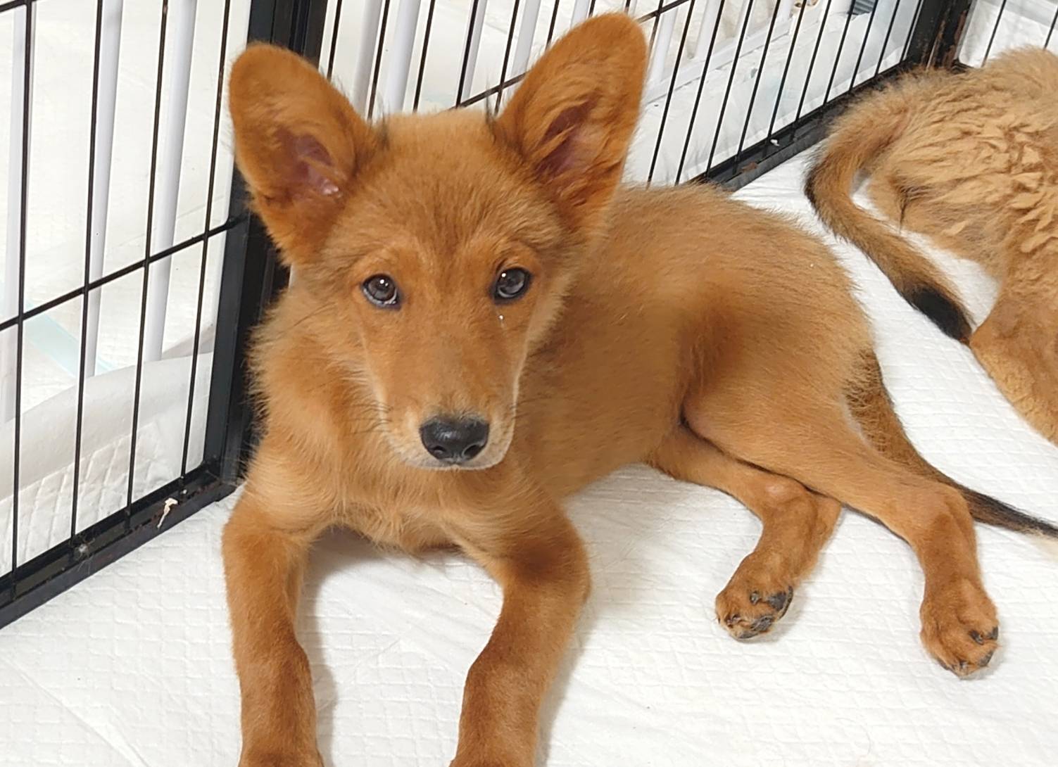 香川県【保健所レスキュー】マホガニーカラーのネーブルちゃん