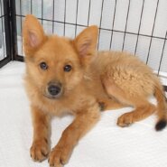 香川県【保健所レスキュー】マホガニーカラーのマンダリンちゃん