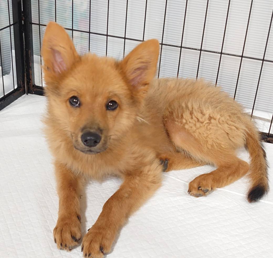 香川県【保健所レスキュー】マホガニーカラーのマンダリンちゃん