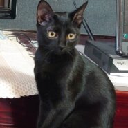 香川県【保健所レスキュー】ほぼ真っ黒なラズベリーちゃん