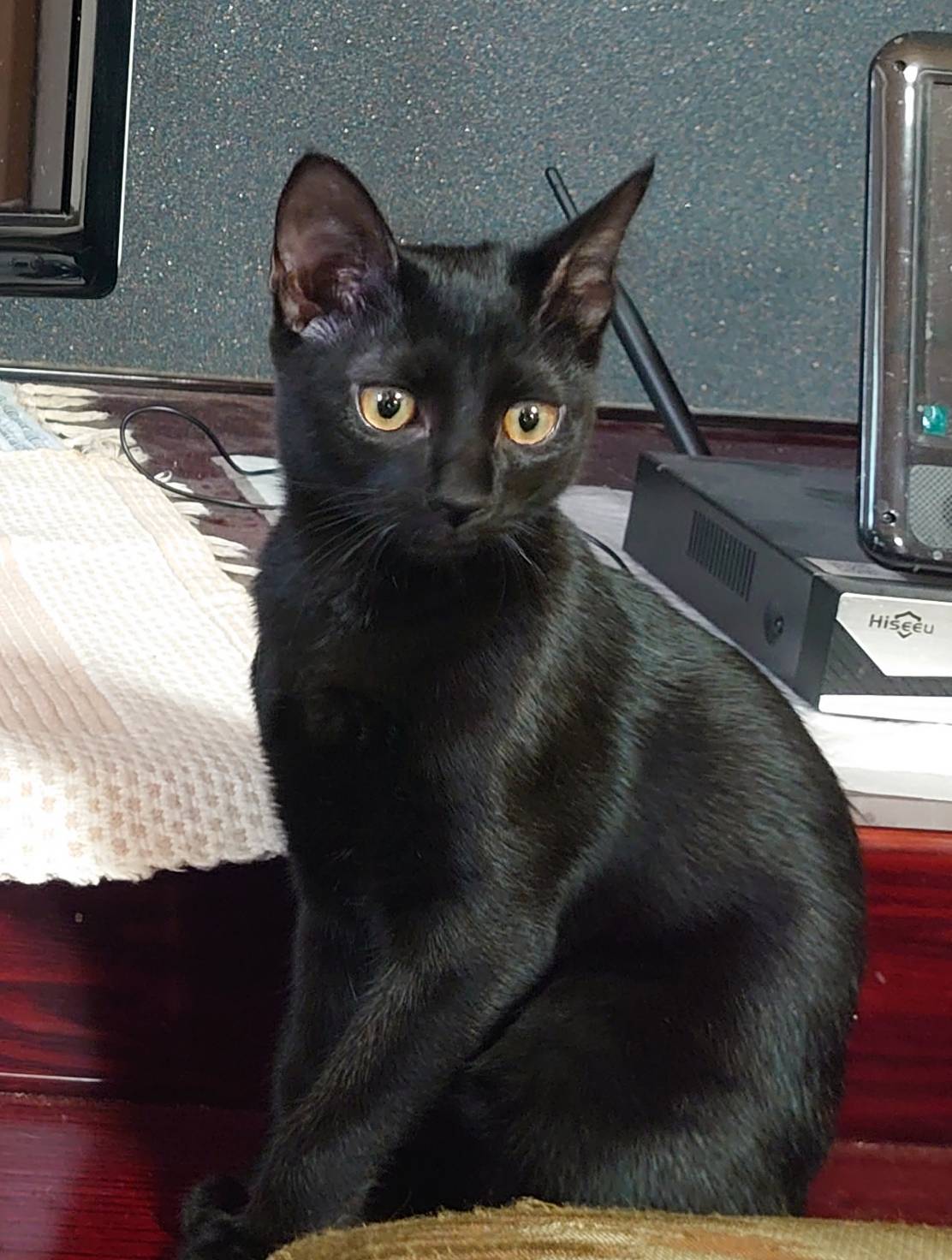 香川県【保健所レスキュー】ほぼ真っ黒なラズベリーちゃん