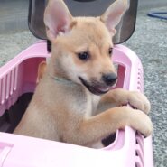 香川県【保健所レスキュー】小柄なピーナッツくん