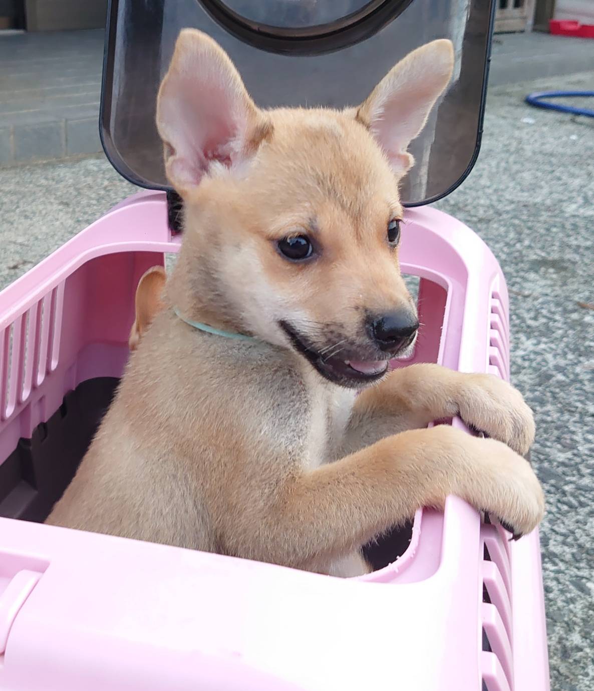 香川県【保健所レスキュー】小柄なピーナッツくん