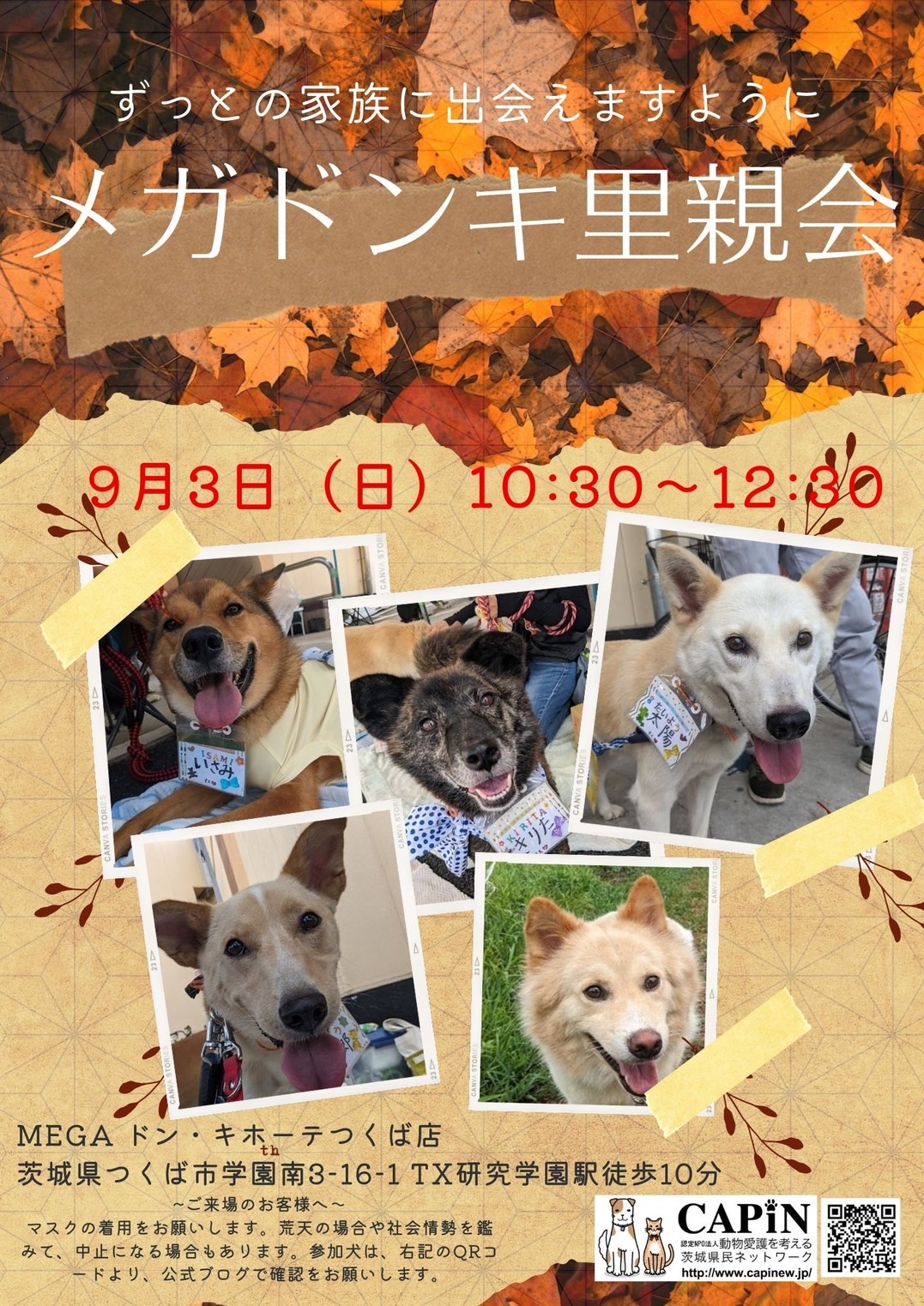 メガドンキ里親会