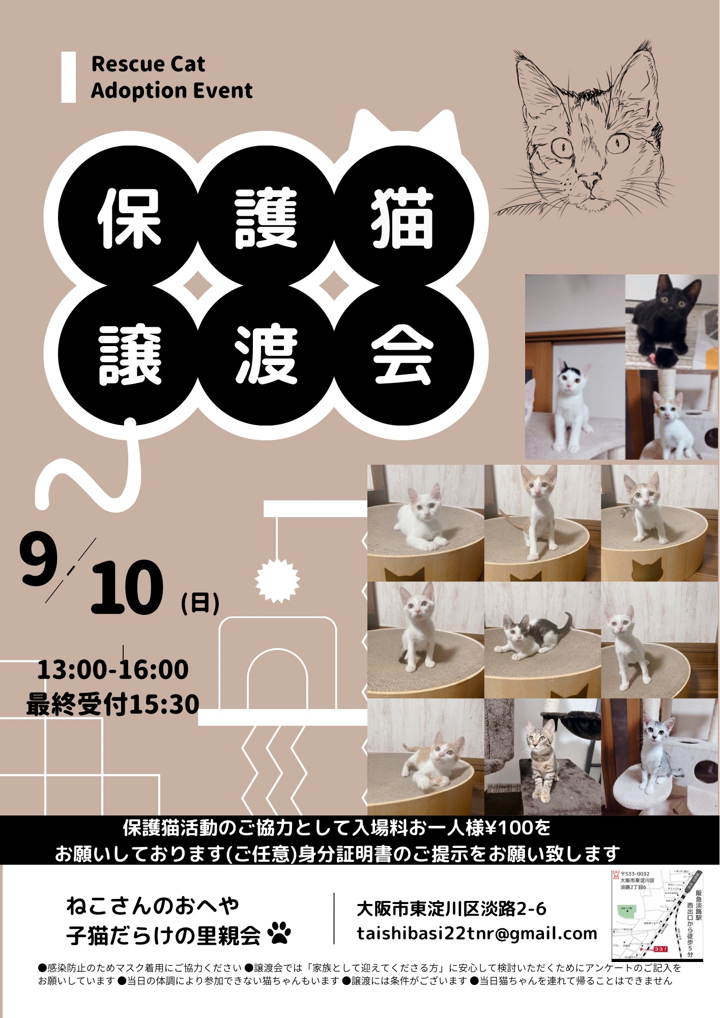 子猫だらけの里親会