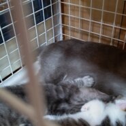 生後１ヶ月の子猫 男の子と女の子