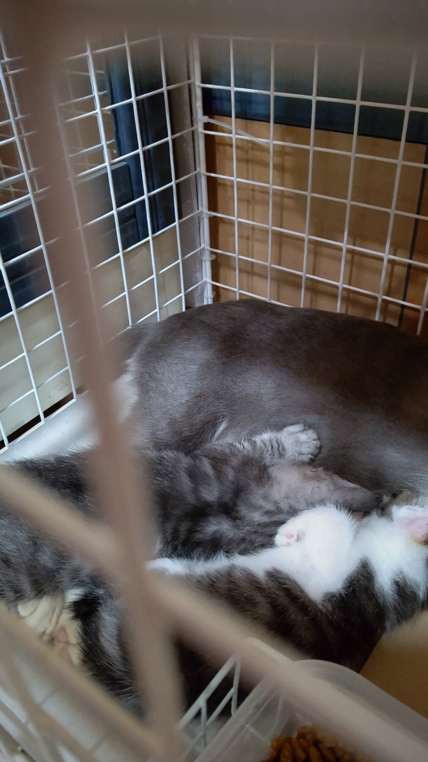 生後１ヶ月の子猫 男の子と女の子