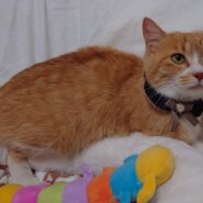 ツンデレ猫姫マミ♡♡食事タイムは変身スリデレ撫で撫でＯＫ1歳半位☆