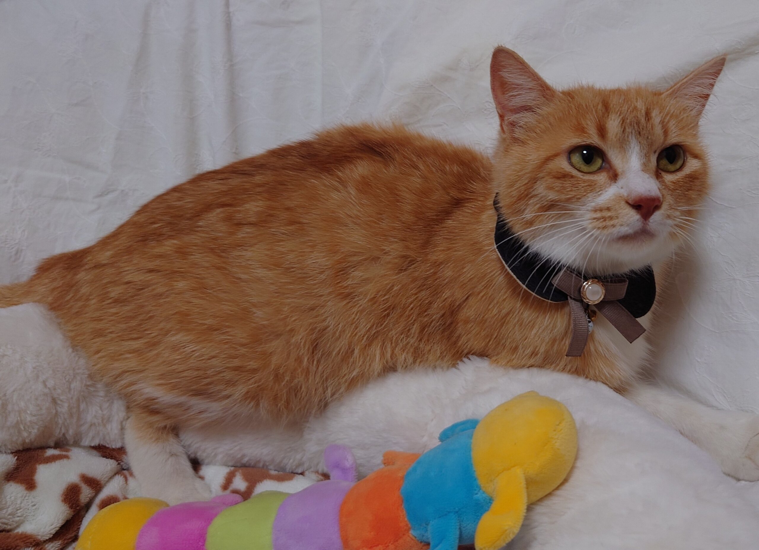 ツンデレ猫姫マミ♡♡食事タイムは変身スリデレ撫で撫でＯＫ1歳半位☆