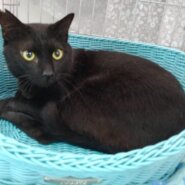 抱っことナデナデ大好き甘えん坊のな3歳オスのノアちゃん