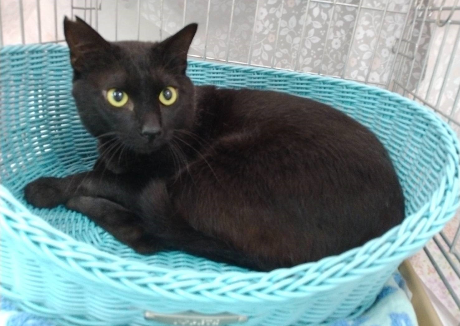 抱っことナデナデ大好き甘えん坊のな3歳オスのノアちゃん