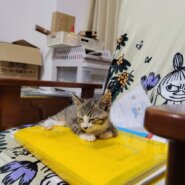 健康な男の子にゃの