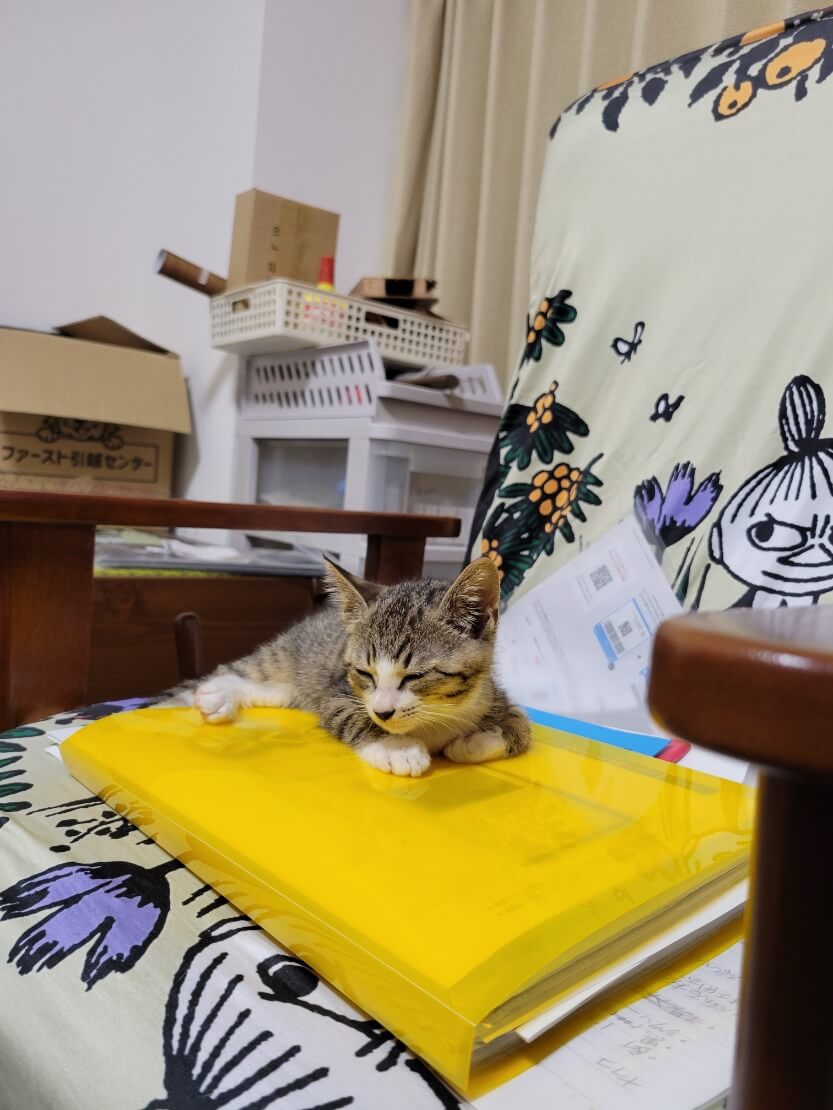 健康な男の子にゃの