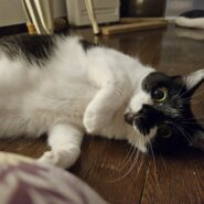 おとな猫の預かりボランティアさん募集