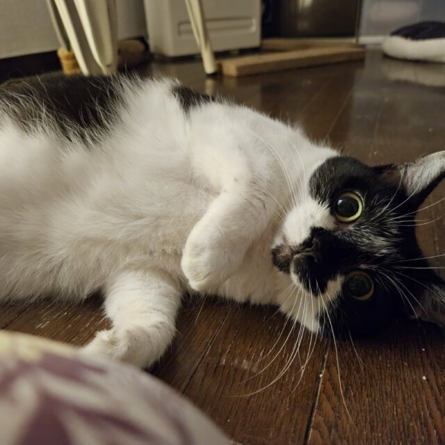 おとな猫の預かりボランティアさん募集