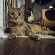 里親さん決定！お兄ちゃんタイプ、青葉くん