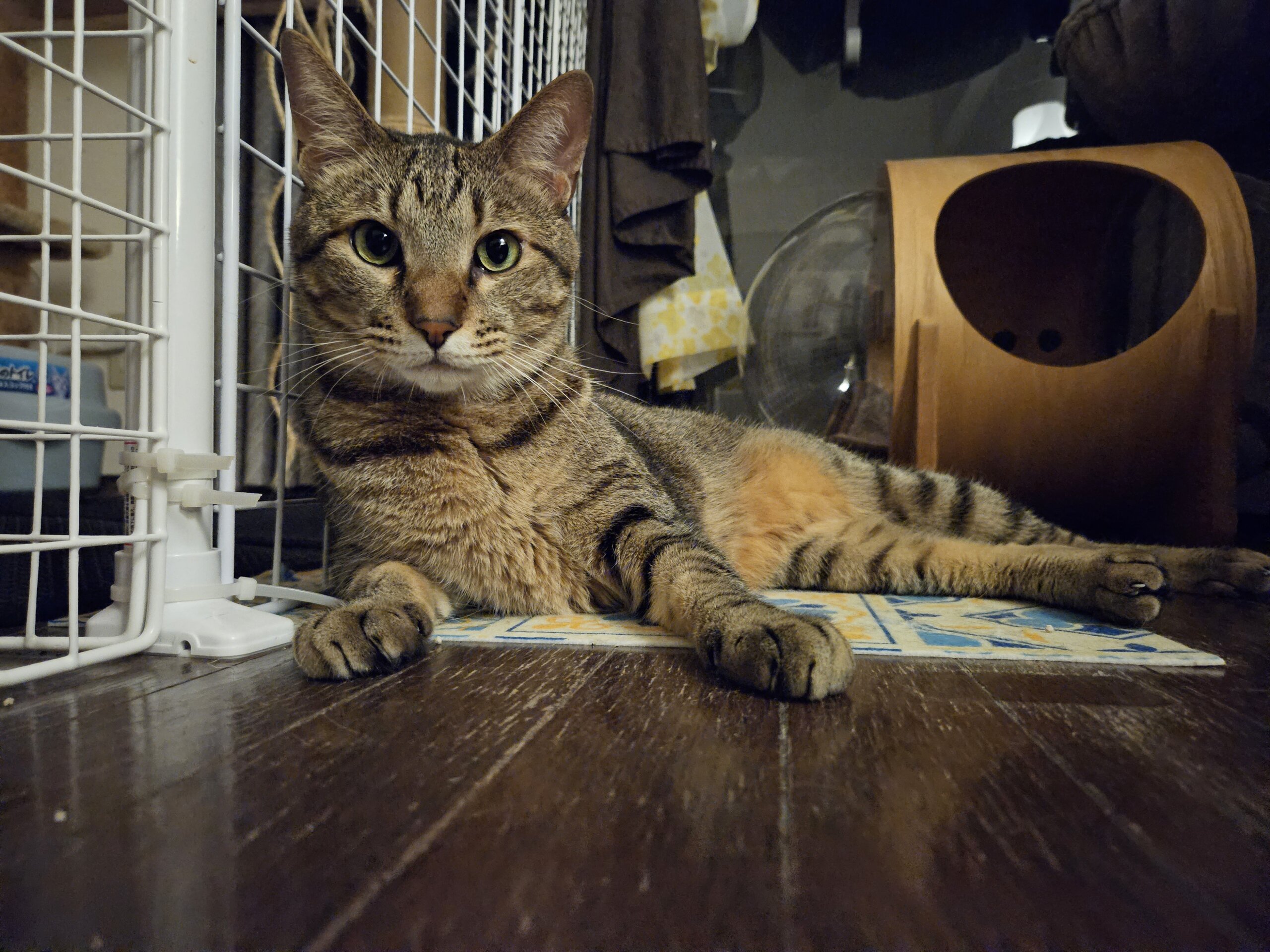 里親さん決定！お兄ちゃんタイプ、青葉くん