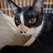 生後5カ月の女の子、黒毛がつやつや美しい