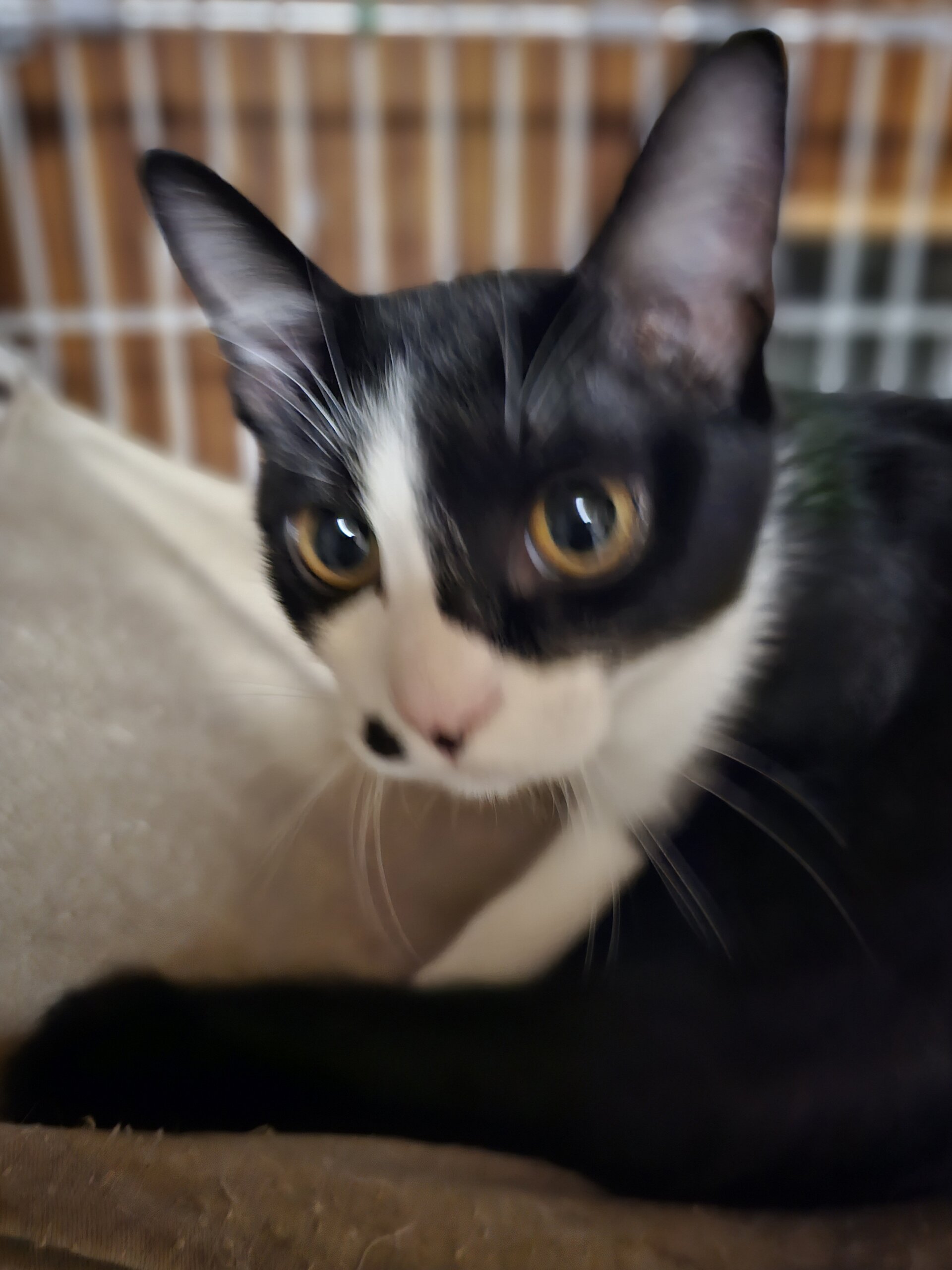 生後5カ月の女の子、黒毛がつやつや美しい