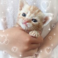 スコティッシュフォールド子猫☆２匹