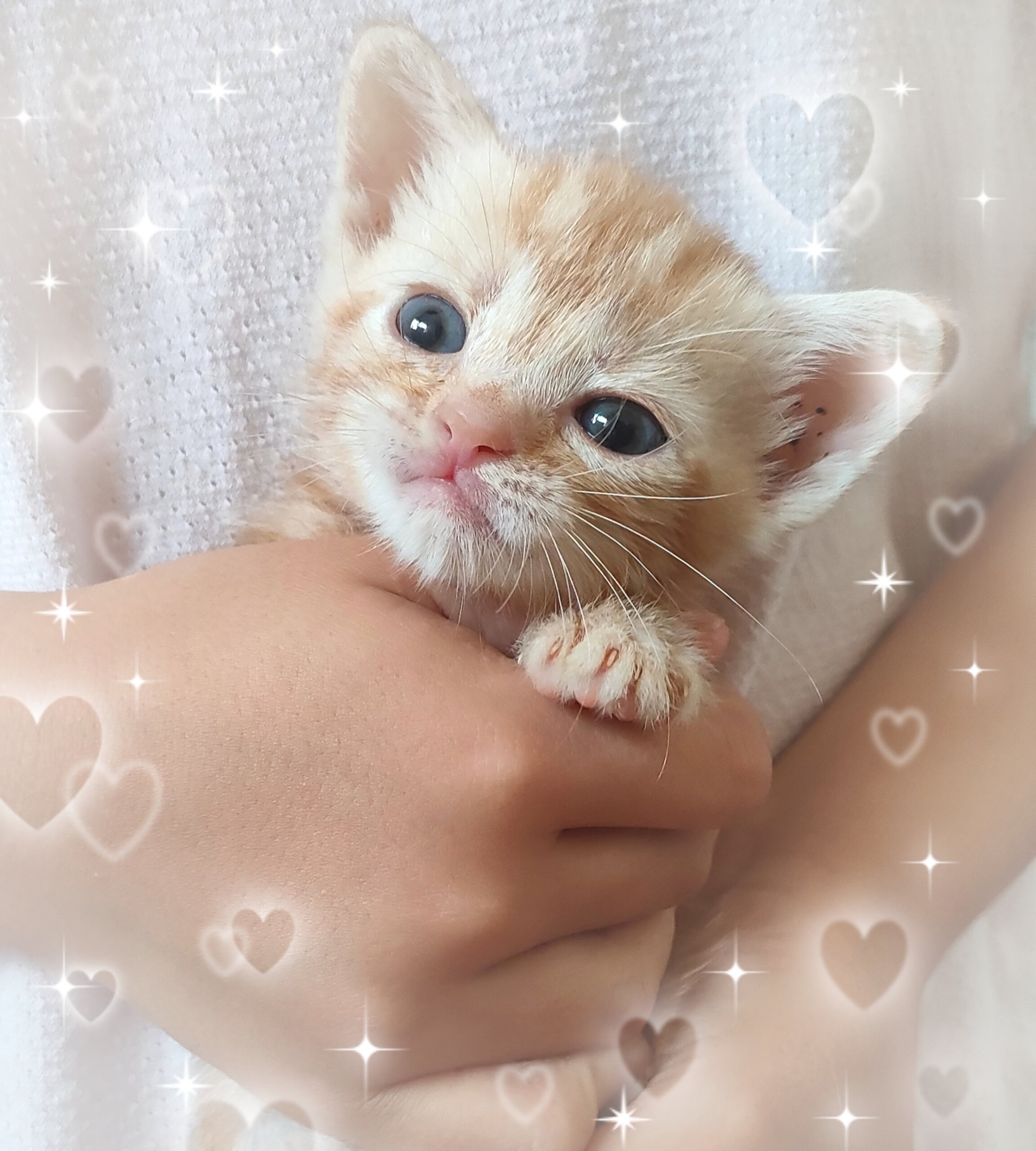 スコティッシュフォールド子猫☆２匹