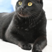 【譲渡決定】シャモン：人馴れ抜群！ナデナデ大好きな男の子。