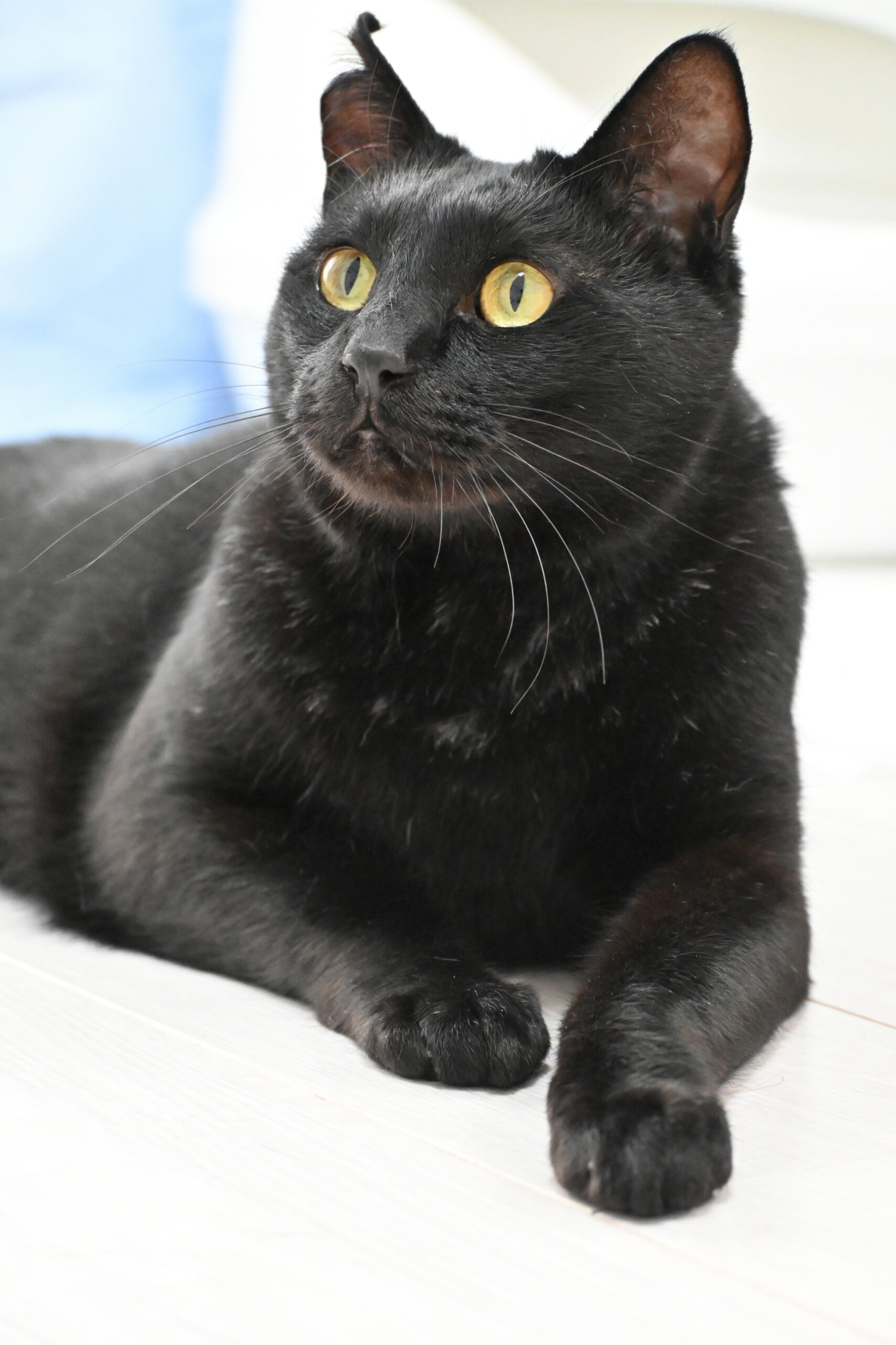 【譲渡決定】シャモン：人馴れ抜群！ナデナデ大好きな男の子。