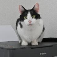 【譲渡決定】ディア：ツンデレが過ぎる！機嫌によって性格が変わる女の子。