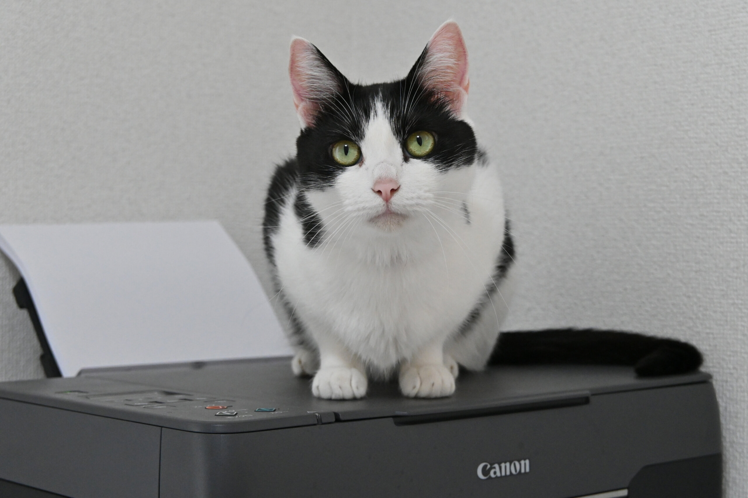 【譲渡決定】ディア：ツンデレが過ぎる！機嫌によって性格が変わる女の子。