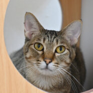 【譲渡決定】デビュー：ひとが大好きな男の子。