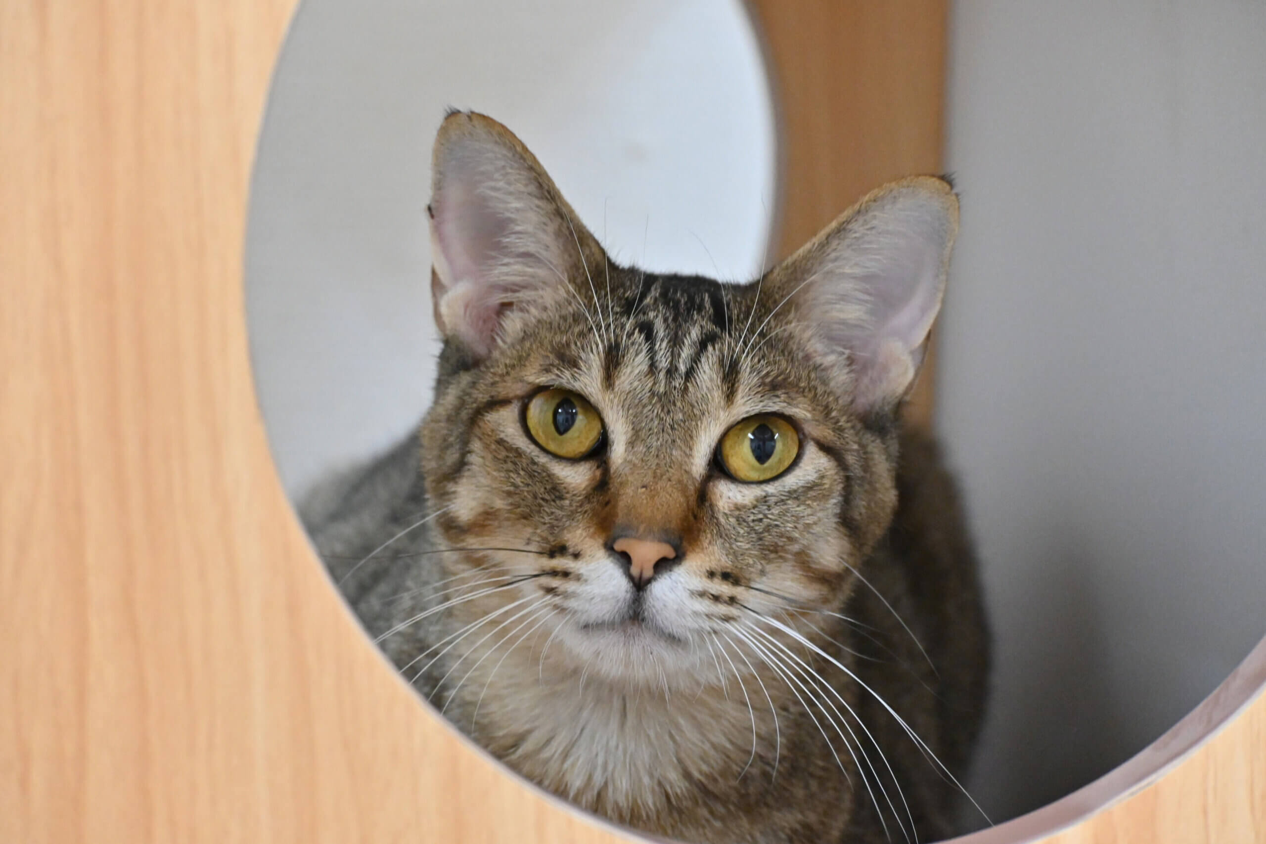 【譲渡決定】デビュー：ひとが大好きな男の子。