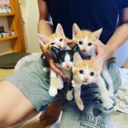 in春日井市☆続々・何と子猫が60匹～子猫の大祭！☆2023年8月19日（土）～ 非営利団体「ちーむ にゃいんず」