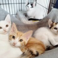 in瀬戸市☆さらに続・何と子猫が6０匹～の超子猫大祭！☆2023年8月13日（日）～ 非営利団体「ちーむ にゃいんず」