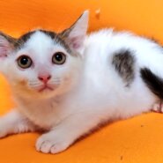 大人しいけどみんなと遊びたい・“ヨル” 君 ３ヵ月半