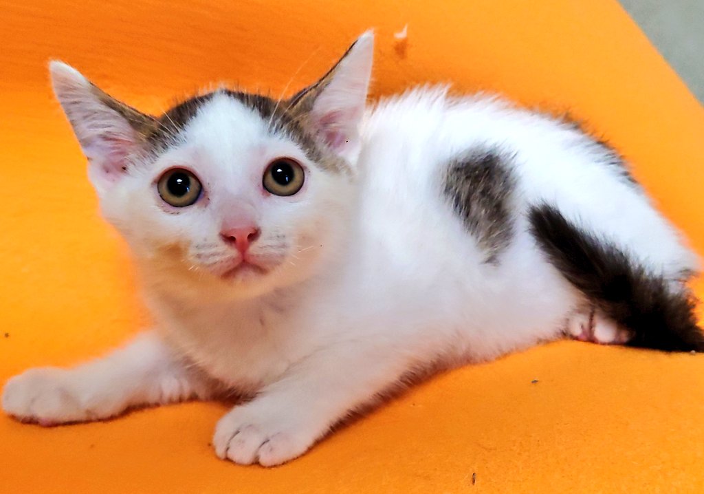 大人しいけどみんなと遊びたい・“ヨル” 君 ３ヵ月半