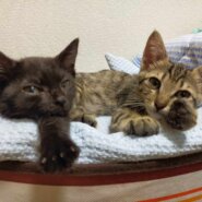 in春日井市☆続々・何と子猫が60匹～子猫の大祭！☆2023年8月26日（土）～ 非営利団体「ちーむ にゃいんず」