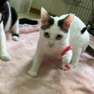 大人しめの美人さんの癒し系の女の子