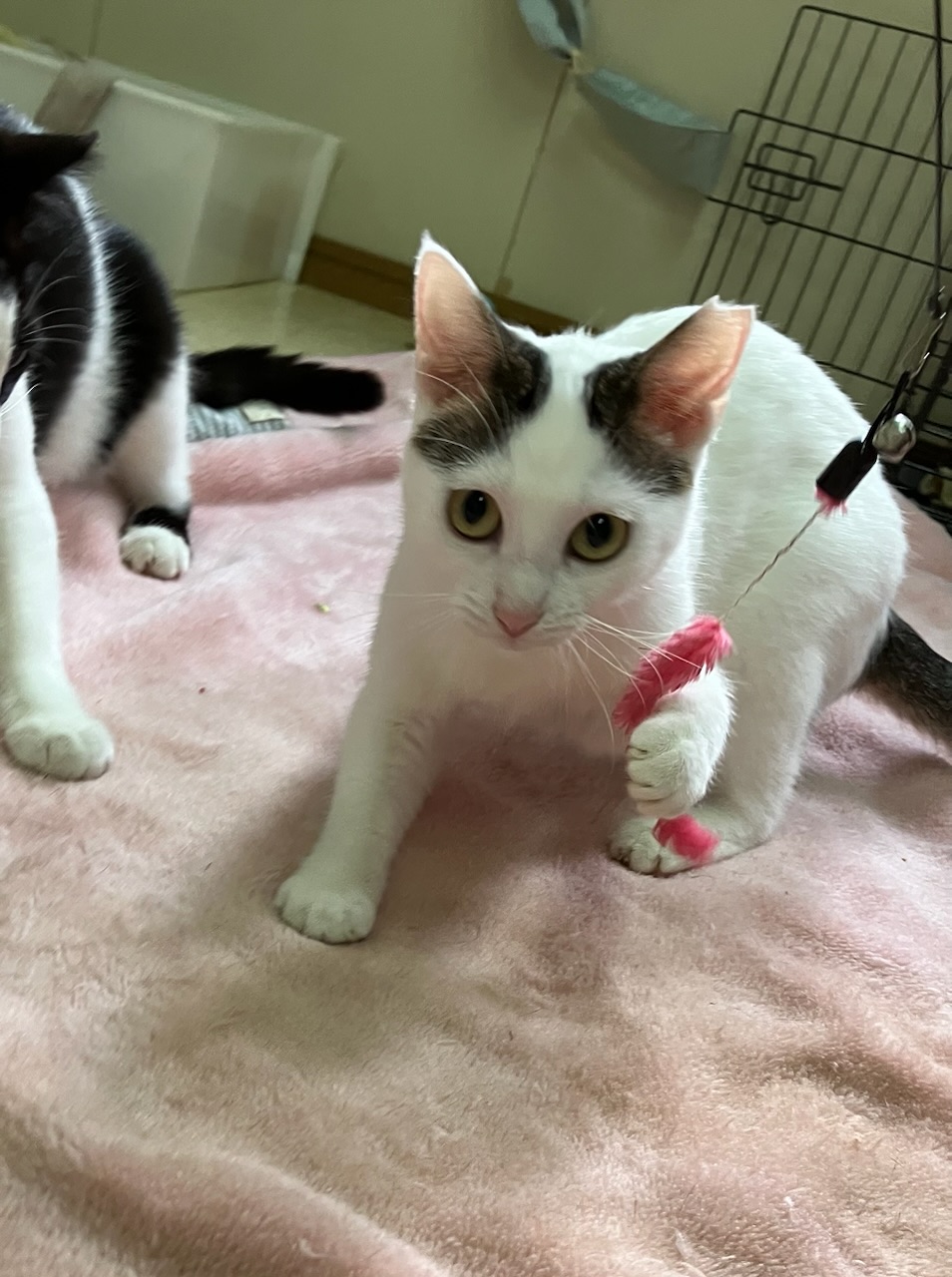 大人しめの美人さんの癒し系の女の子