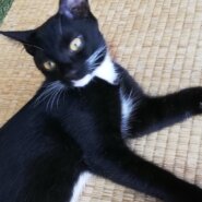 仲良し３兄弟のクロちゃん（女の子）