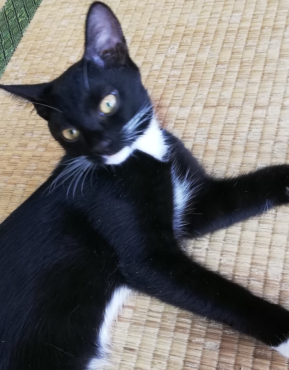 仲良し３兄弟のクロちゃん（女の子）